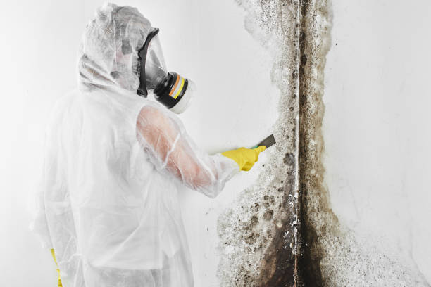 Best Commercial Mold Removal  in Larch Y, WA