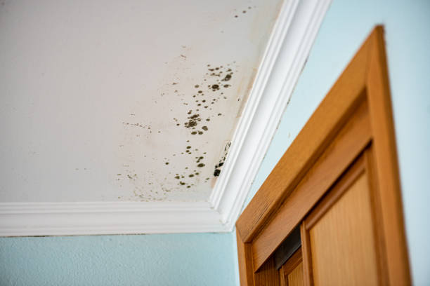 Best Residential Mold Removal  in Larch Y, WA