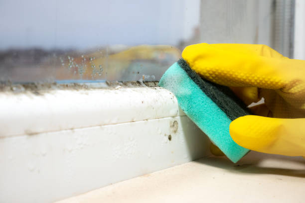 Best Attic Mold Removal  in Larch Y, WA