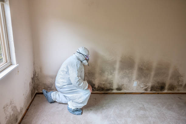 Best Home Mold Removal  in Larch Y, WA