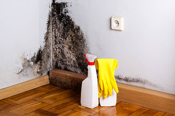 Best Office Mold Removal Services  in Larch Y, WA