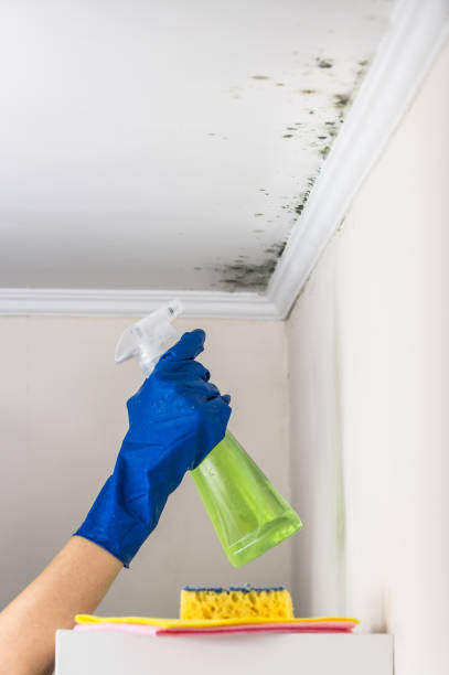 Best Local Mold Removal Service  in Larch Y, WA